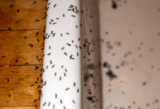 Best Pest Control for Restaurants  in Plum, PA