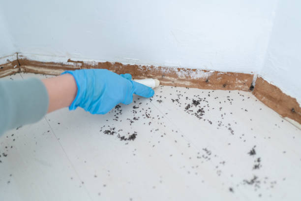 Best Ant Control Services  in Plum, PA